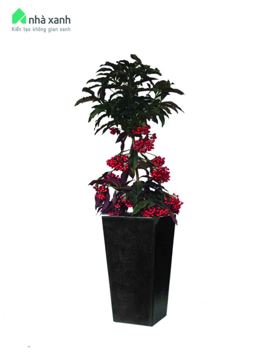 cây kim ngân lượng cây kim ngân lượng