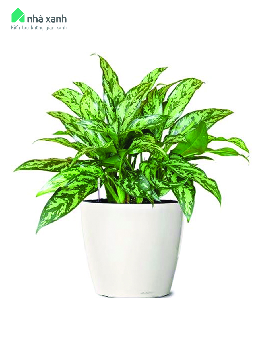 ý nghĩa đặc điểm cây ngân hậu