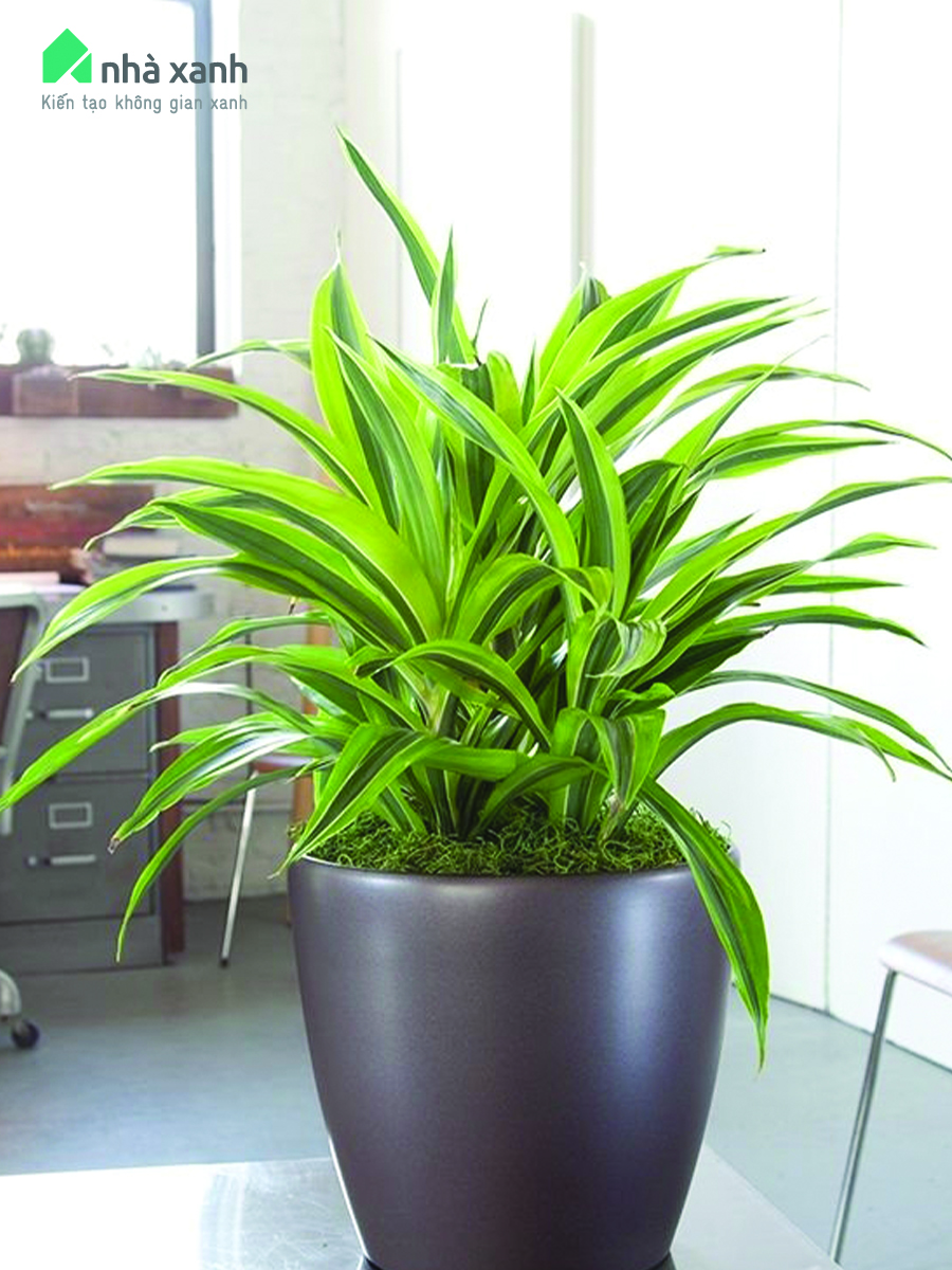 Cây đại tứ lan Cây đại tứ lan