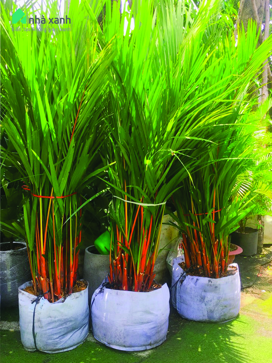 Cây cau bẹ đỏ Cây cau bẹ đỏ