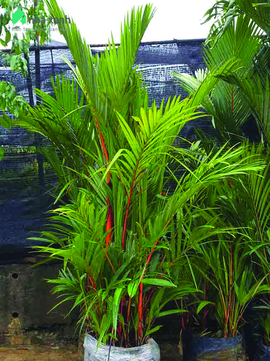 Cây cau bẹ đỏ Cây cau bẹ đỏ