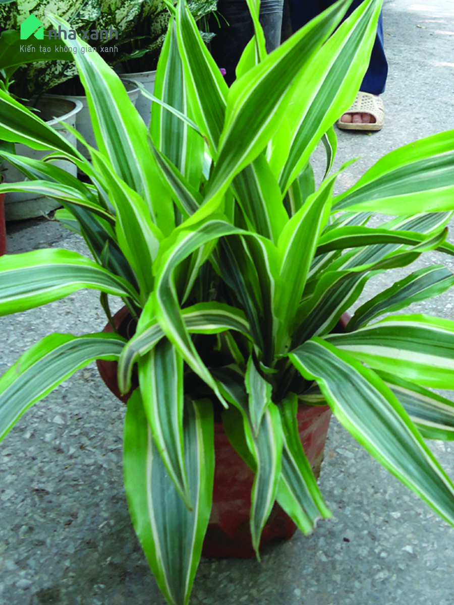 Cây đại tứ lan Cây đại tứ lan