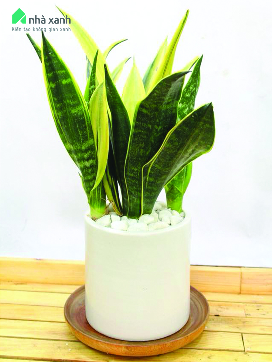 Cây lưỡi hổ