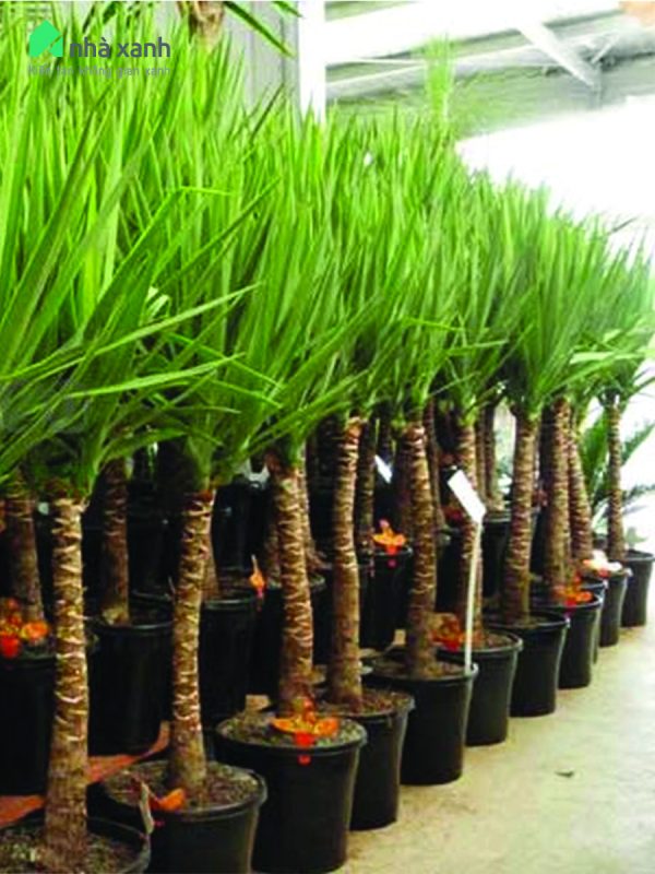 Cây Cảnh Nhà Xanh