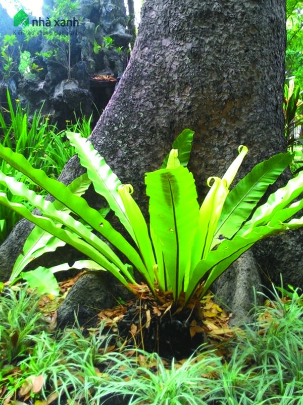 Cây Cảnh Nhà Xanh