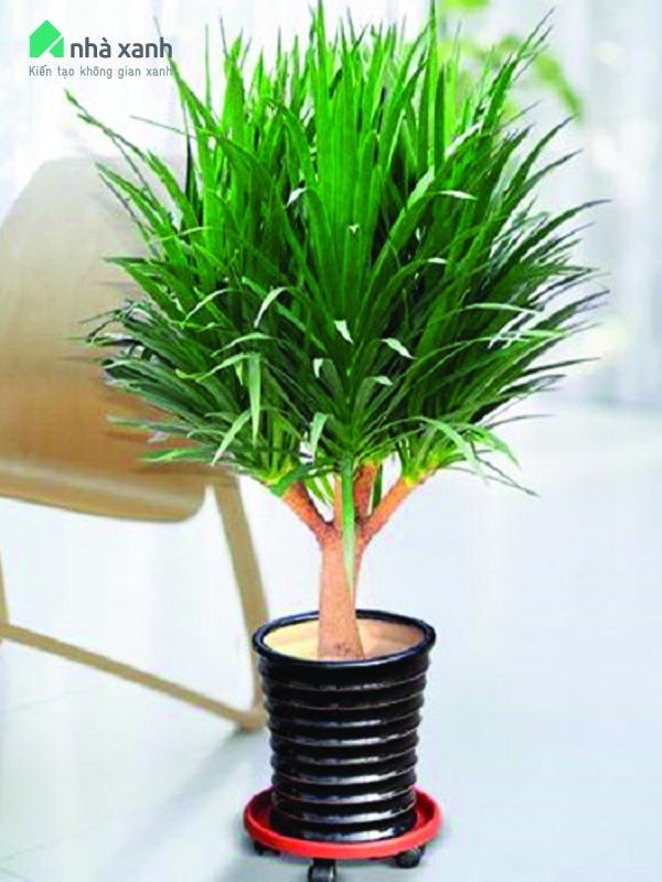 Cây Cảnh Nhà Xanh