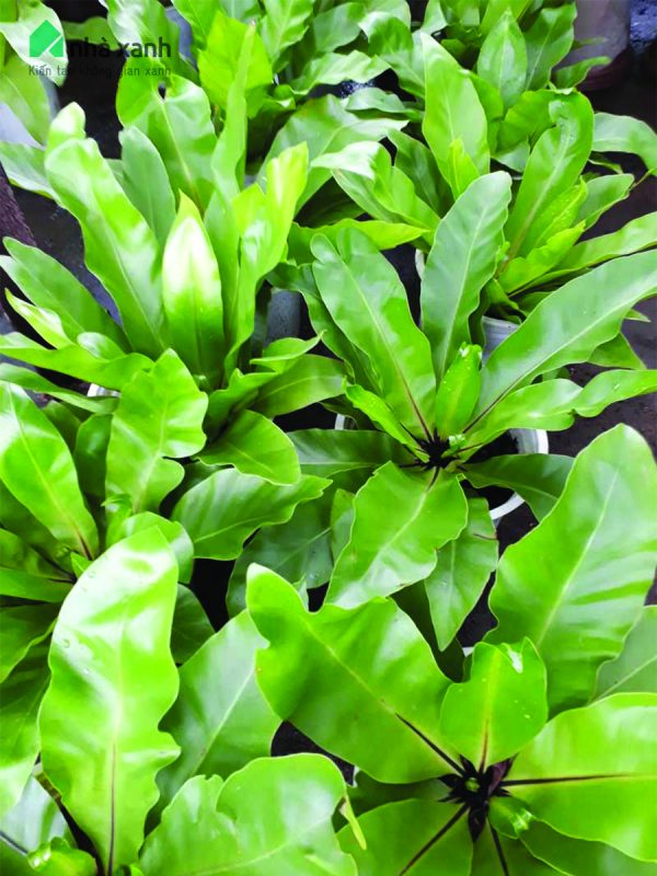 Cây Cảnh Nhà Xanh