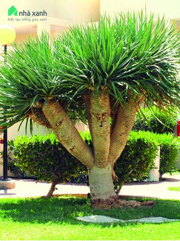 Cây Cảnh Nhà Xanh