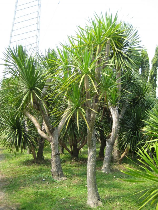 Cây Cảnh Nhà Xanh