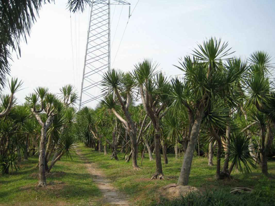 Cây Cảnh Nhà Xanh
