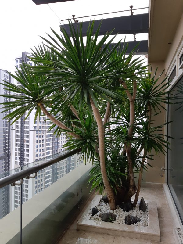 Cây Cảnh Nhà Xanh