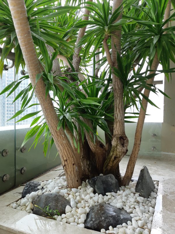Cây Cảnh Nhà Xanh