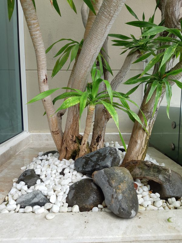 Cây Cảnh Nhà Xanh