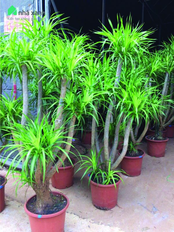 Cây Cảnh Nhà Xanh