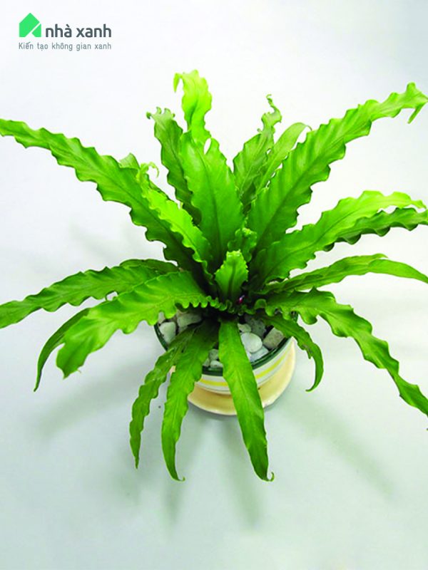 Cây Cảnh Nhà Xanh