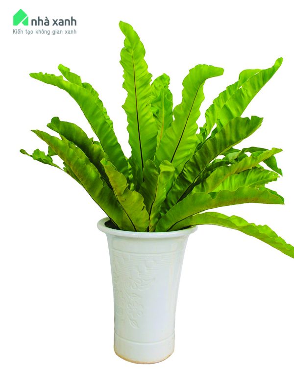 Cây Cảnh Nhà Xanh