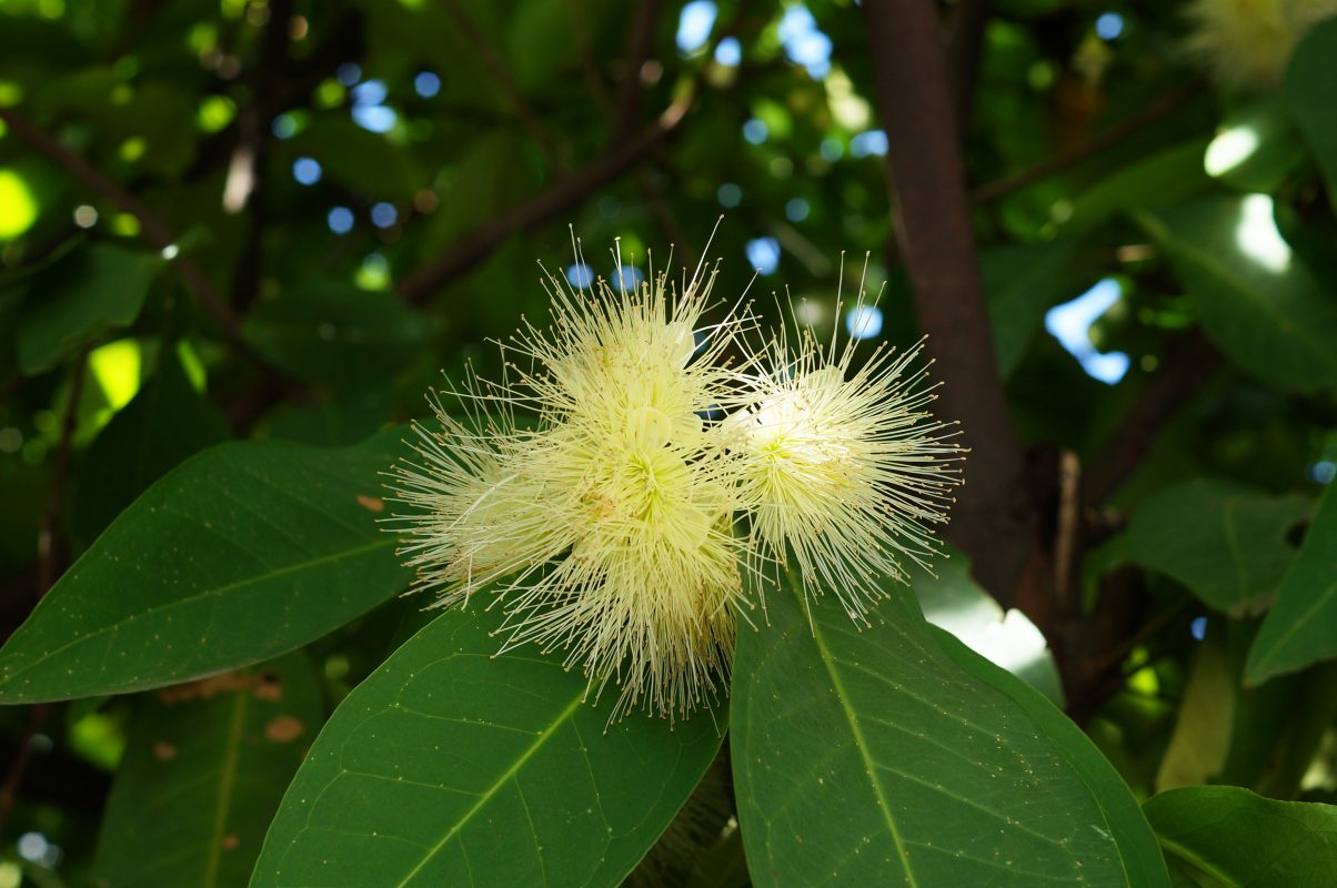 Cây Cảnh Nhà Xanh