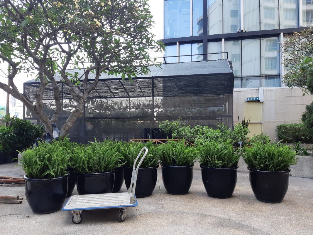 Cây Cảnh Nhà Xanh