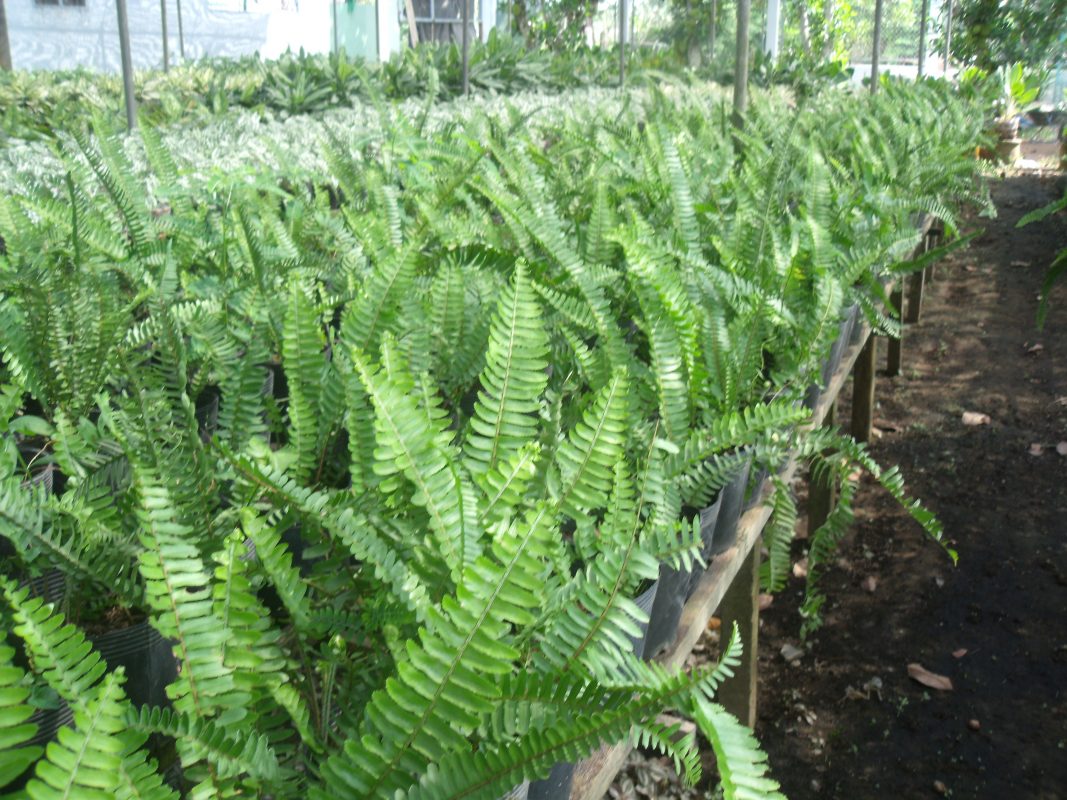 Cây Cảnh Nhà Xanh