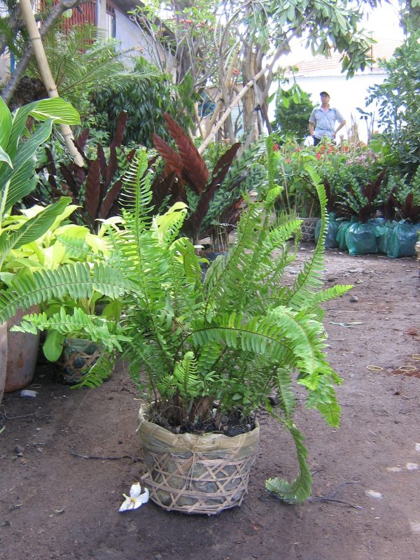 Cây Cảnh Nhà Xanh