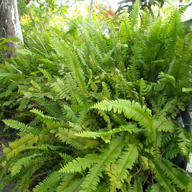 Cây Cảnh Nhà Xanh