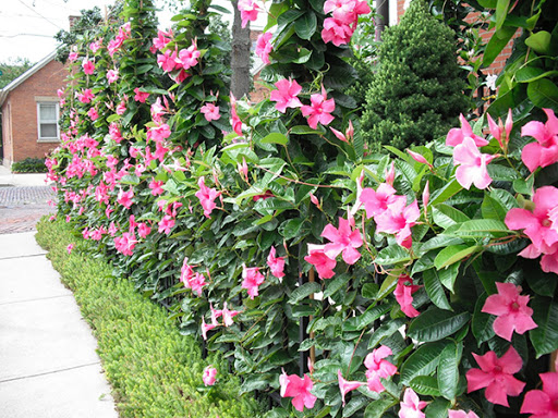 hong anh nha xanh