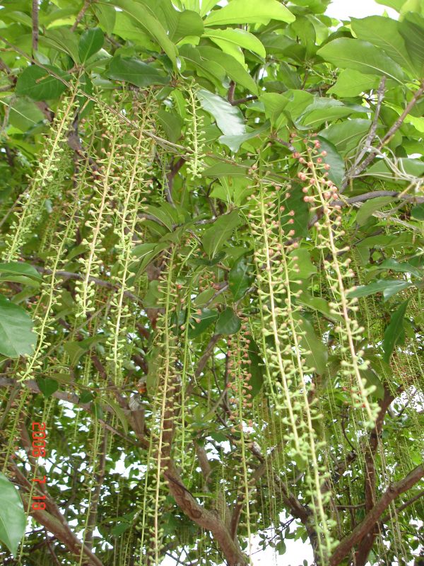 Cây Cảnh Nhà Xanh