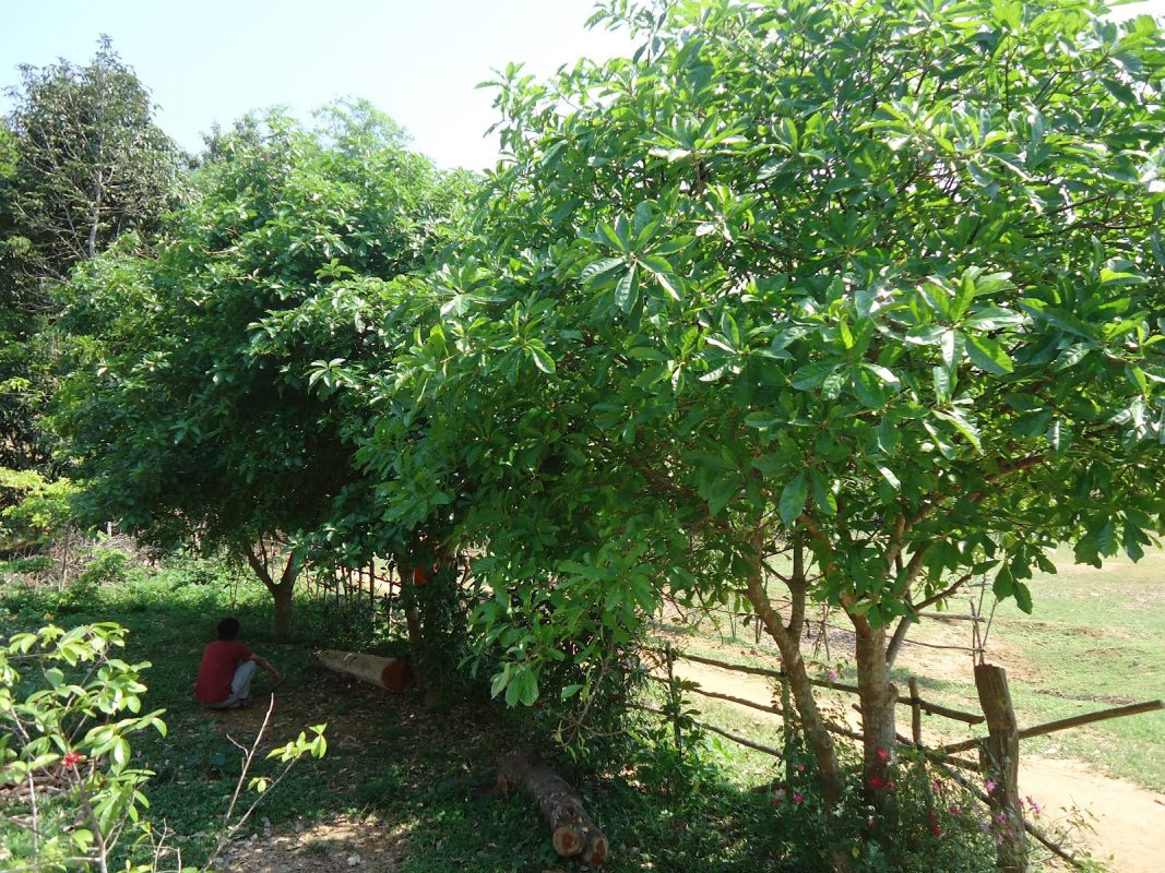 Cây Cảnh Nhà Xanh