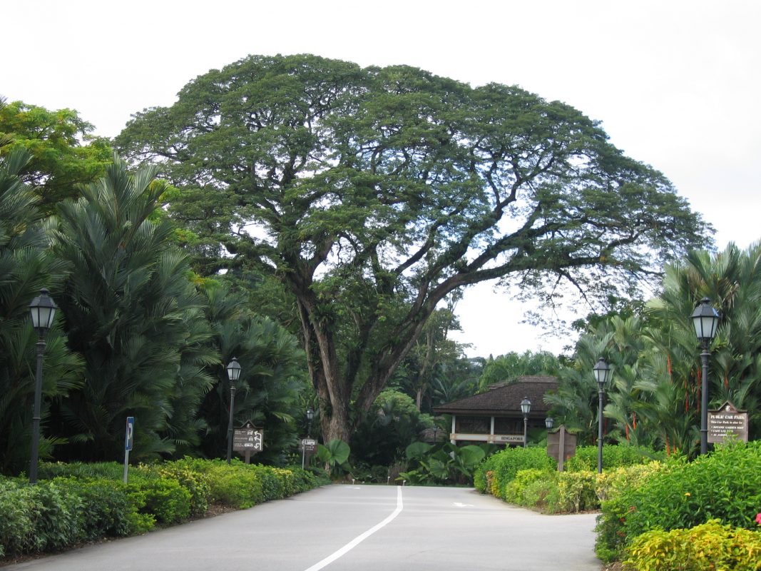 Cây Cảnh Nhà Xanh