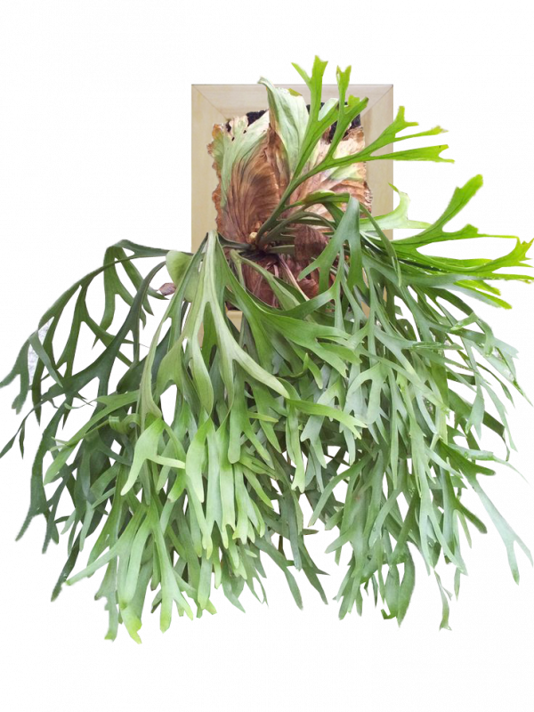 Cây Cảnh Nhà Xanh