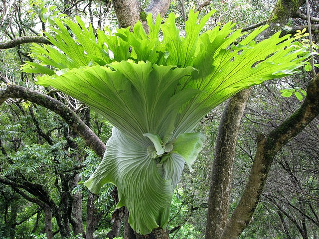 Cây Cảnh Nhà Xanh