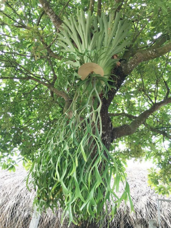 Cây Cảnh Nhà Xanh