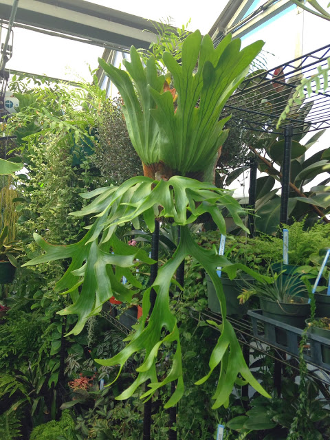 Cây Cảnh Nhà Xanh