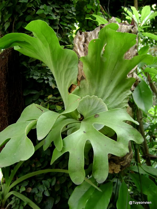 Cây Cảnh Nhà Xanh