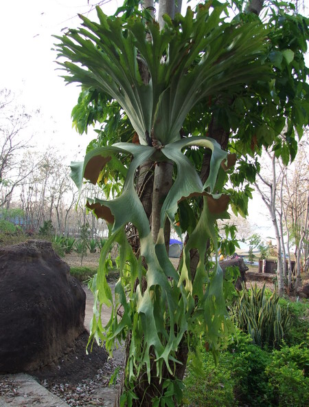 Cây Cảnh Nhà Xanh