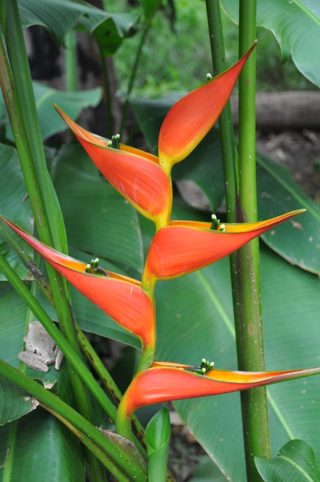 Heliconia stricta Tagami