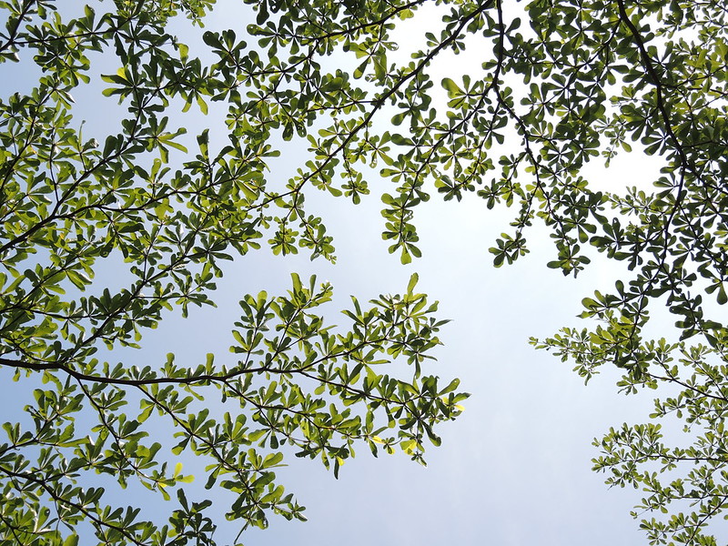 Cây Cảnh Nhà Xanh
