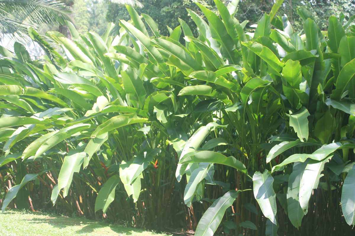 Cây Cảnh Nhà Xanh