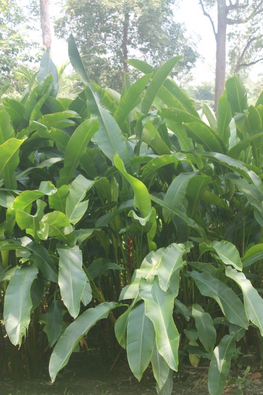 Cây Cảnh Nhà Xanh