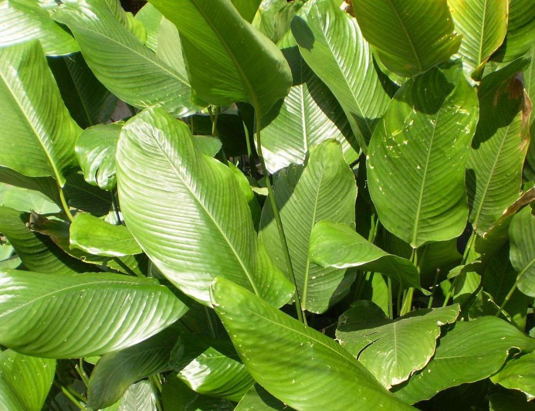 Cây Cảnh Nhà Xanh