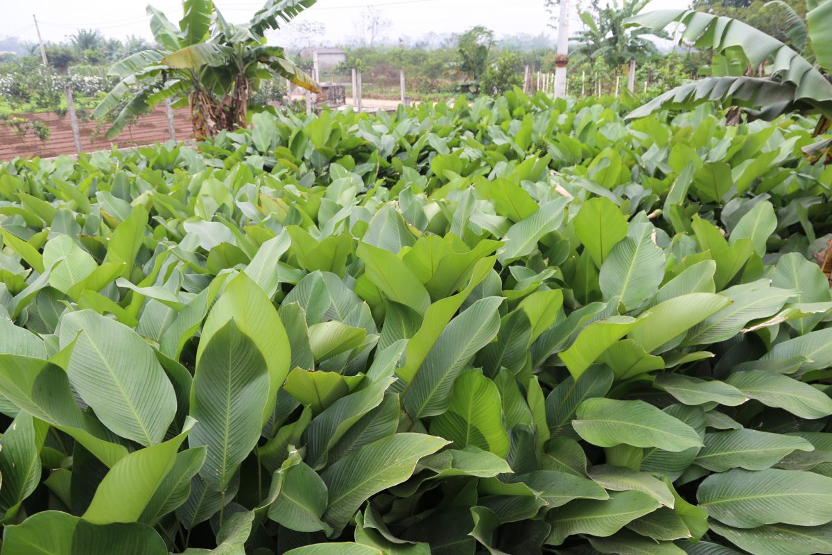 Cây Cảnh Nhà Xanh