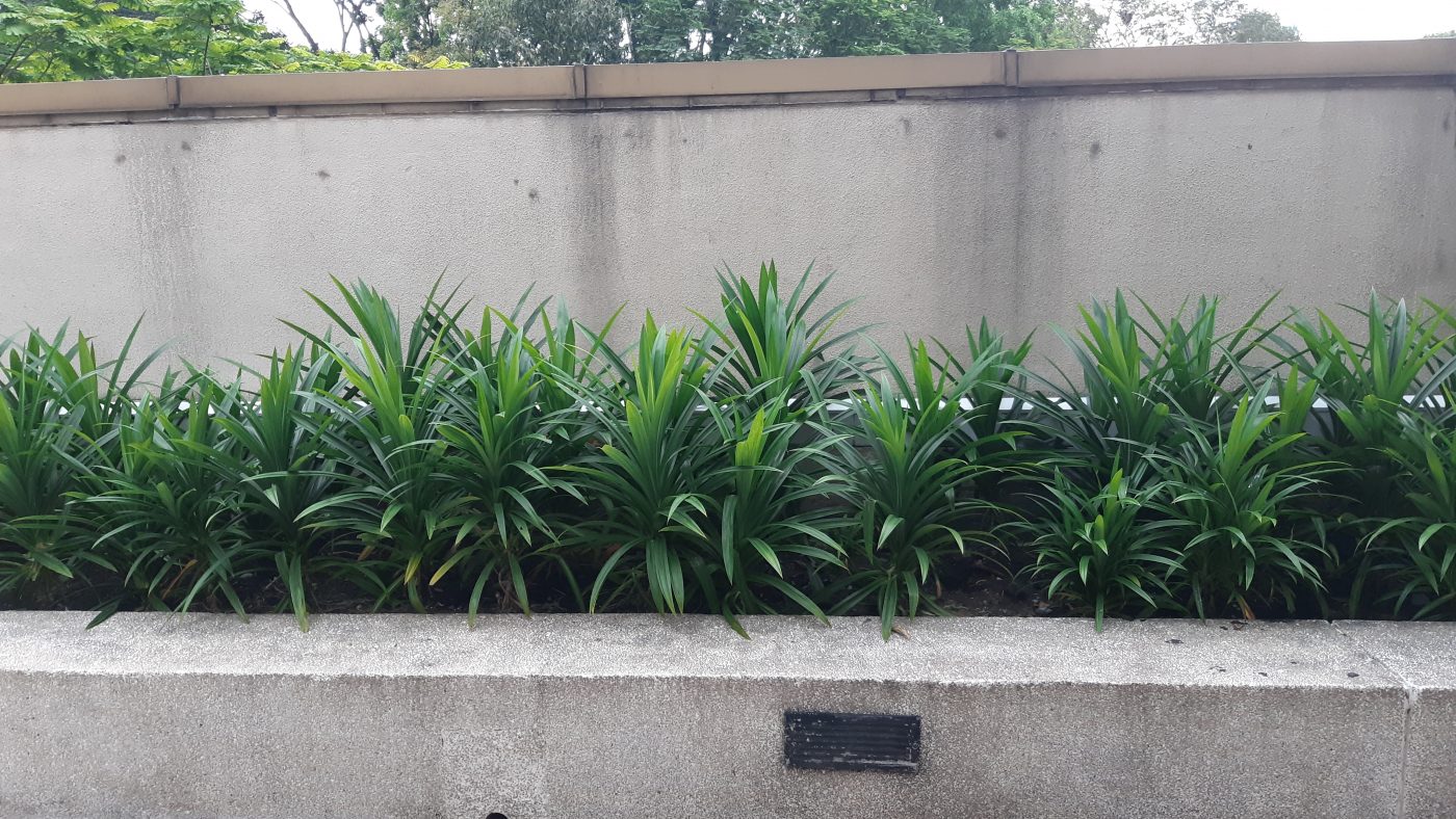 Cây Cảnh Nhà Xanh