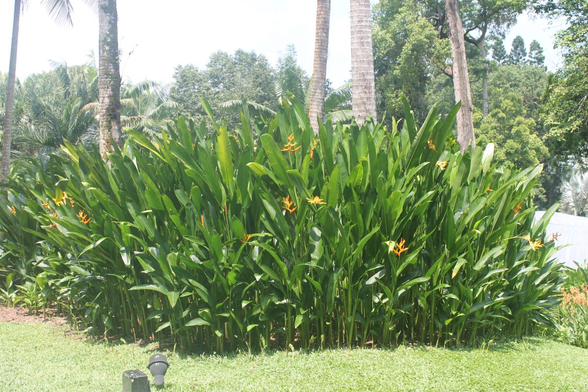 Cây Cảnh Nhà Xanh