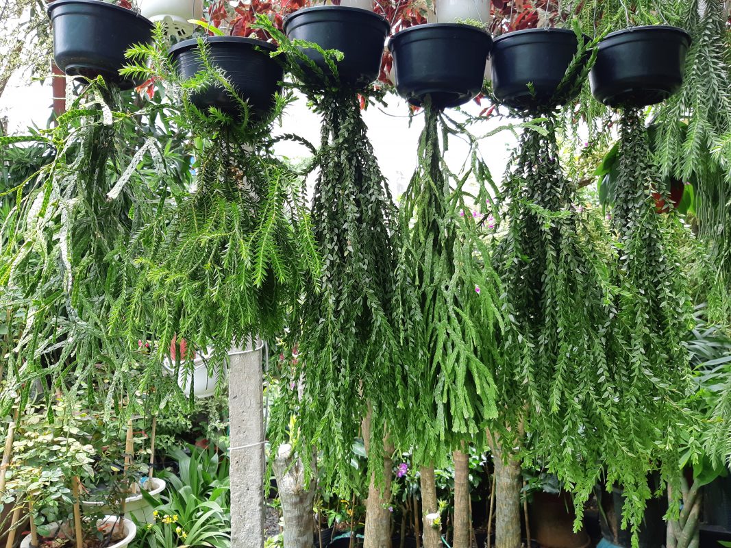Cây Cảnh Nhà Xanh