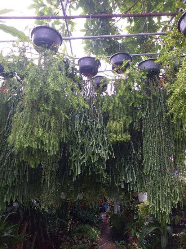Cây Cảnh Nhà Xanh