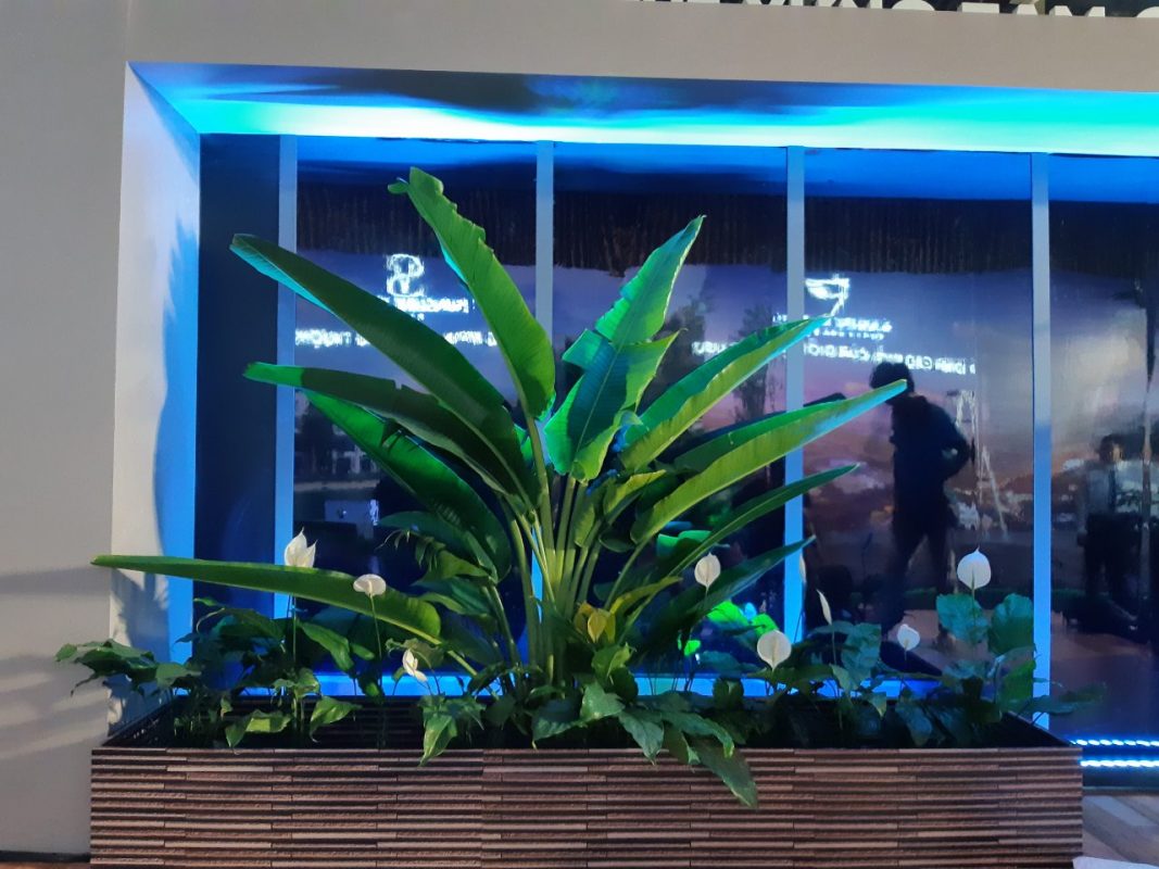 Cây Cảnh Nhà Xanh