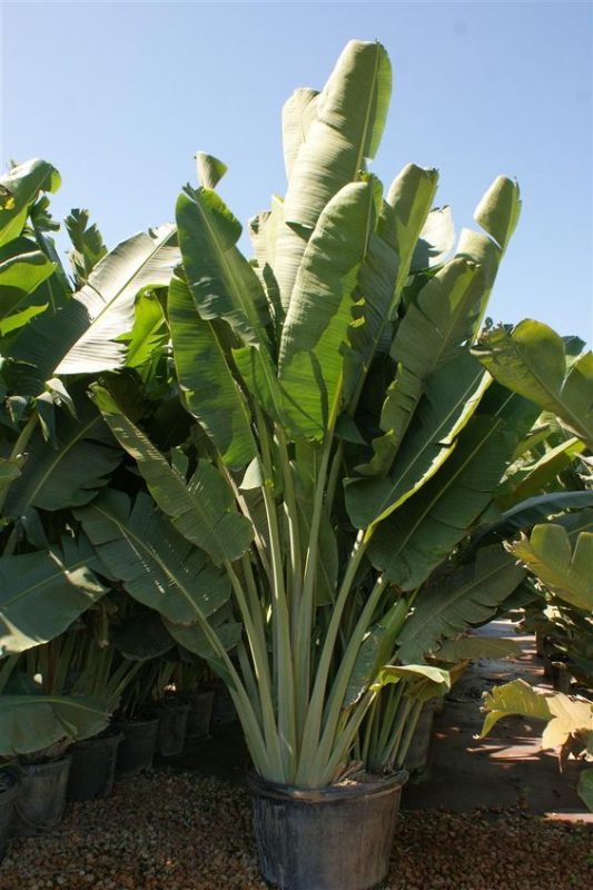 Cây Cảnh Nhà Xanh
