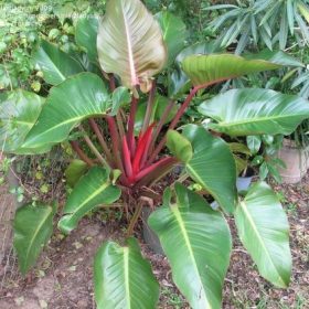 trau ba de vuong do