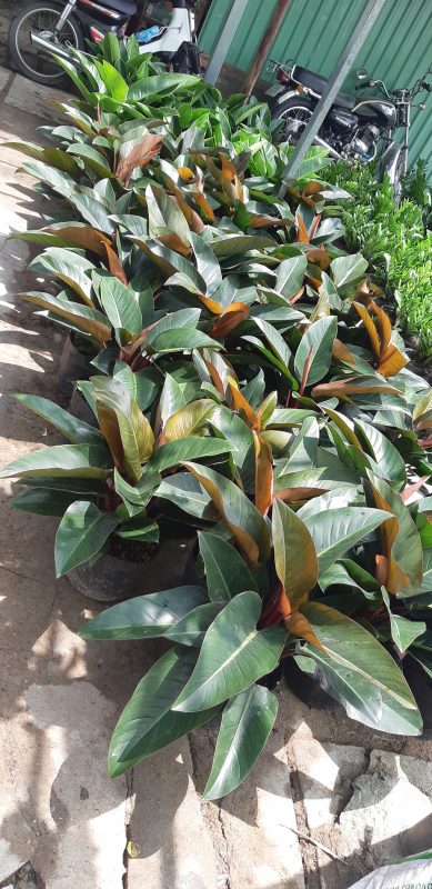 Cây Cảnh Nhà Xanh