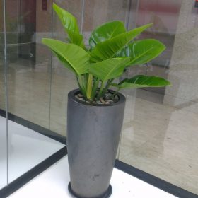 trau ba de vuong xanh
